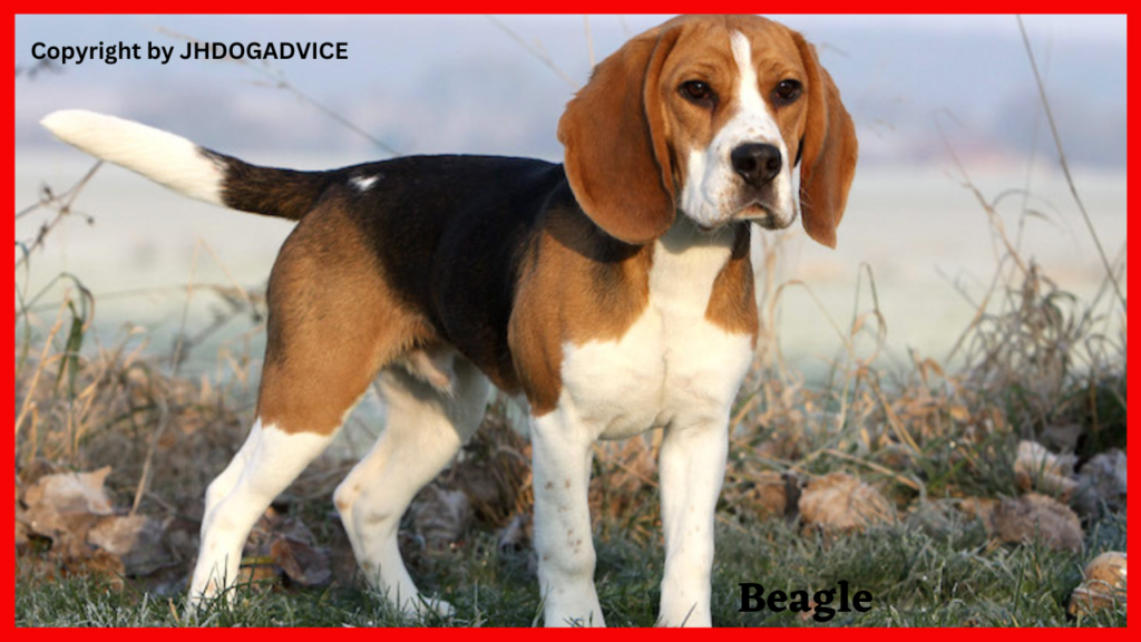 Popular Dog Breeds
