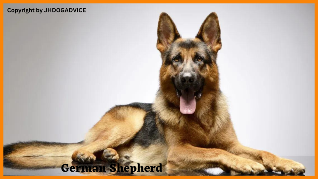 Popular Dog Breeds