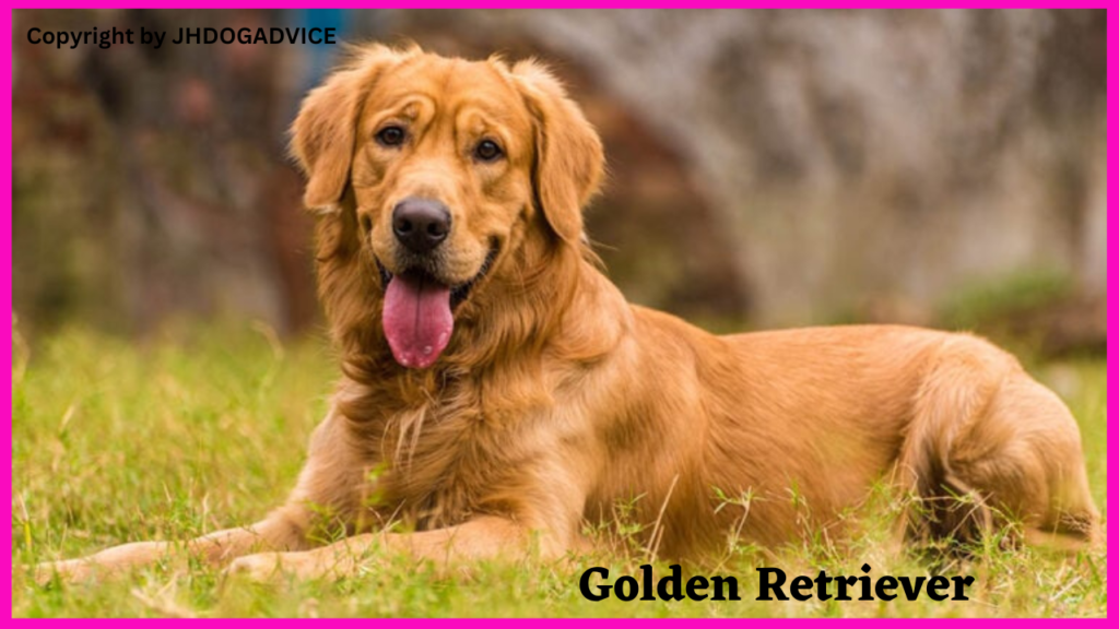 Popular Dog Breeds