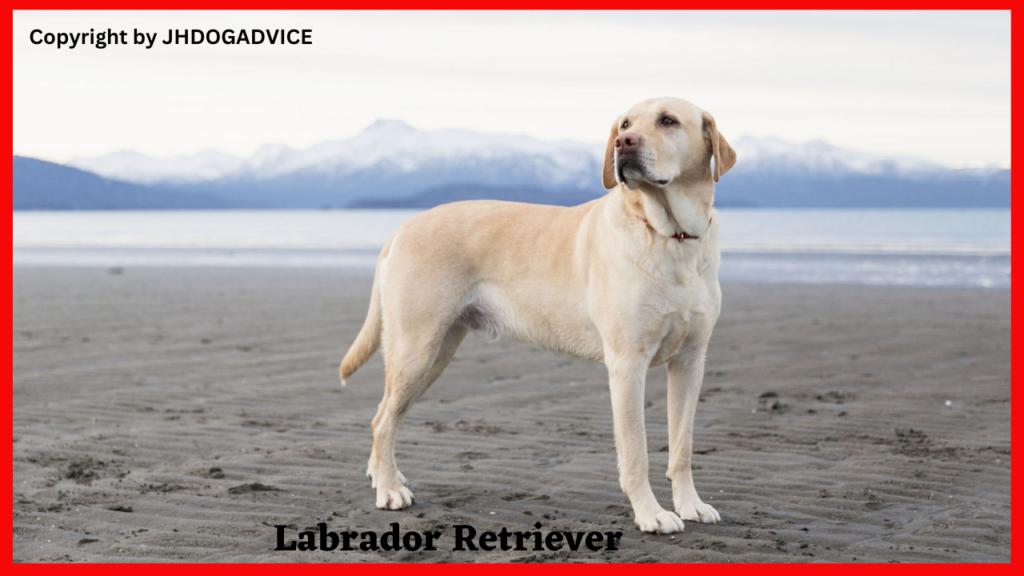 Popular Dog Breeds