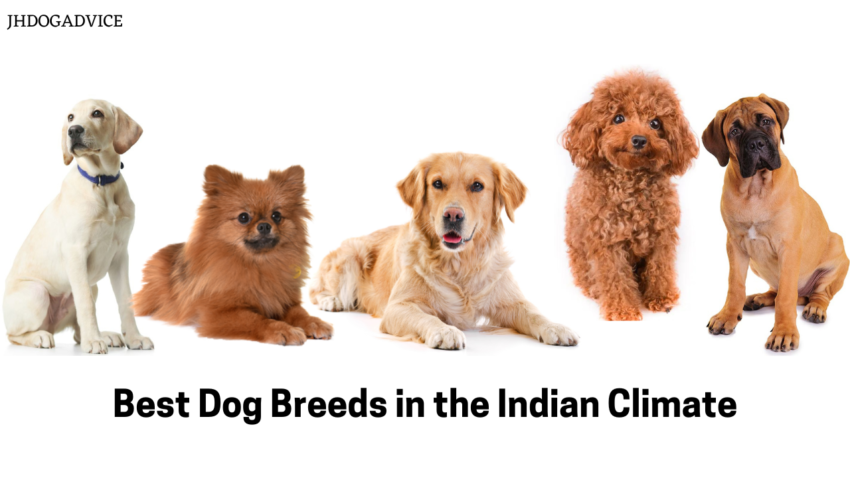 Best Dog Breeds in the Indian Climate