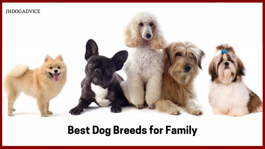 Best Dog Breeds for Family