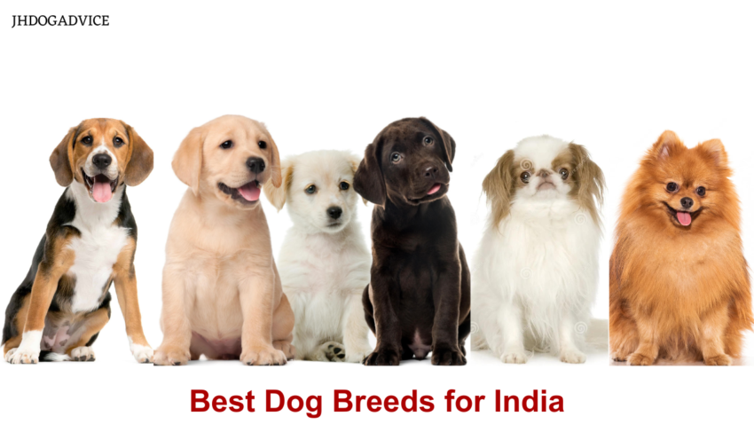 Best Dog Breeds for India