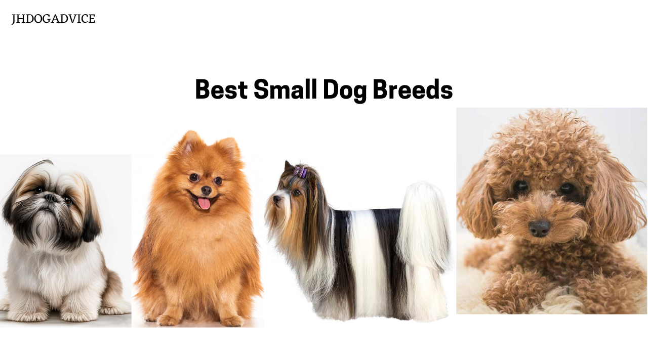 Best Small Dog Breeds - JH DOG ADVICE