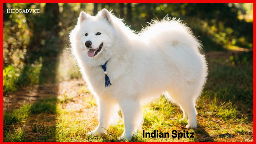 Best Dog Breeds for India