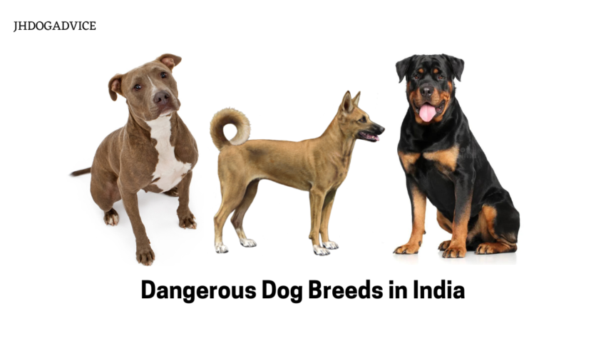 Dangerous Dog Breeds in India