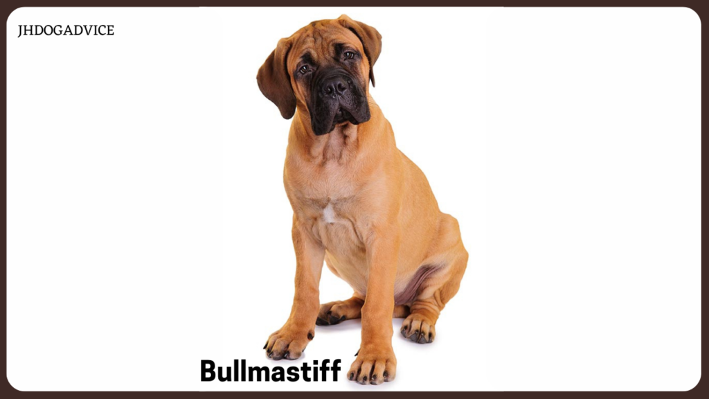 Most Dangerous Dog Breeds