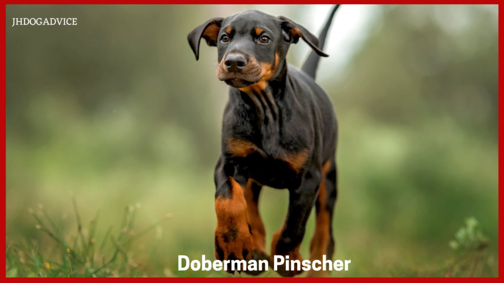 Most Dangerous Dog Breeds