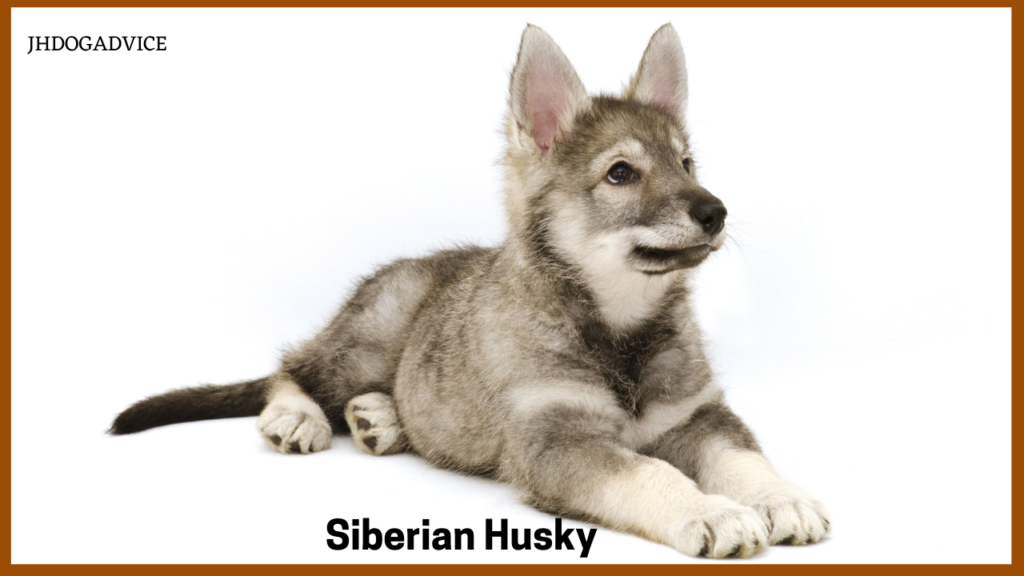 Most Dangerous Dog Breeds