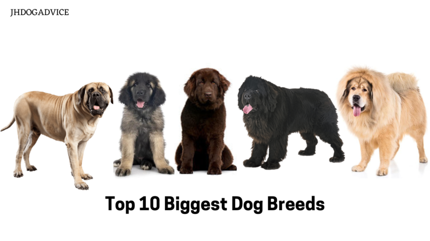 Top 10 Biggest Dog Breeds