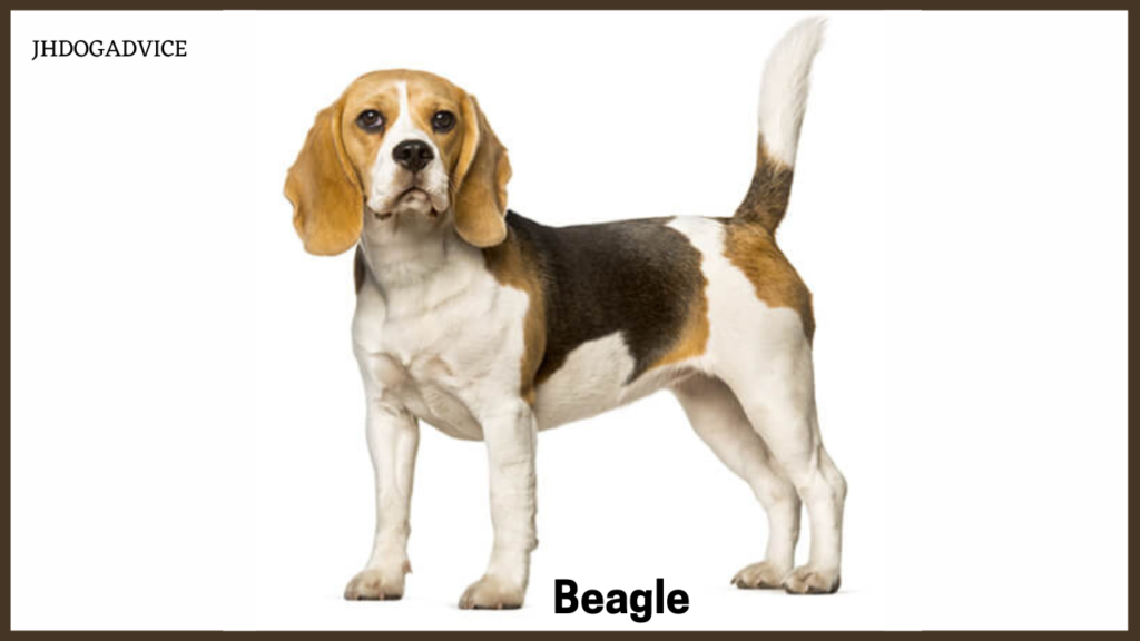 Dog Breeds for Home in India