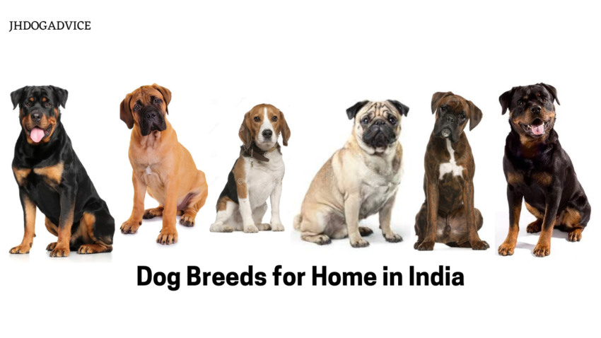 Dog Breeds for Home in India