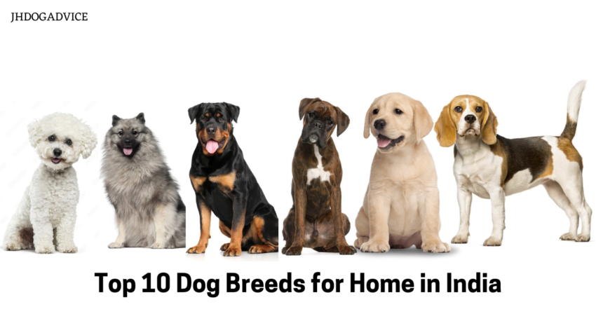 Top 10 Dog Breeds for Home in India