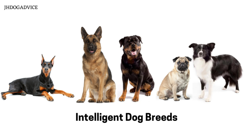 Intelligent Dog Breeds