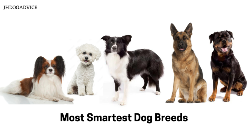 Most Smartest Dog Breeds