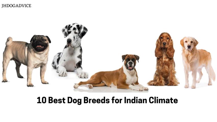 10 Best Dog Breeds for Indian Climate