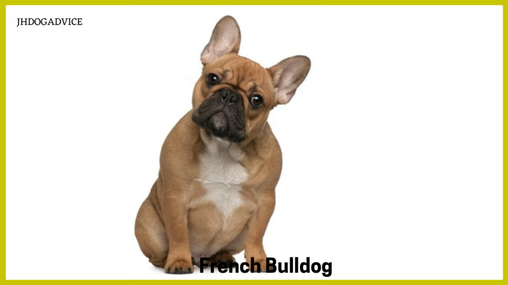 10 Popular Cute Small Dog Breeds