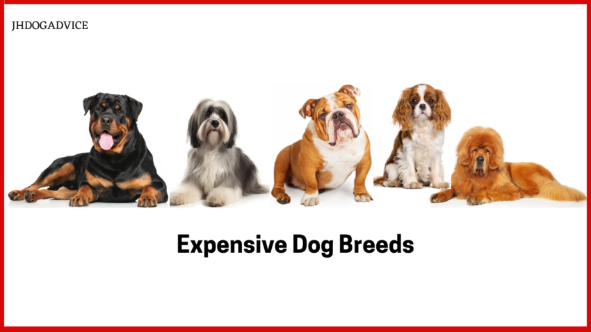 Expensive Dog Breeds