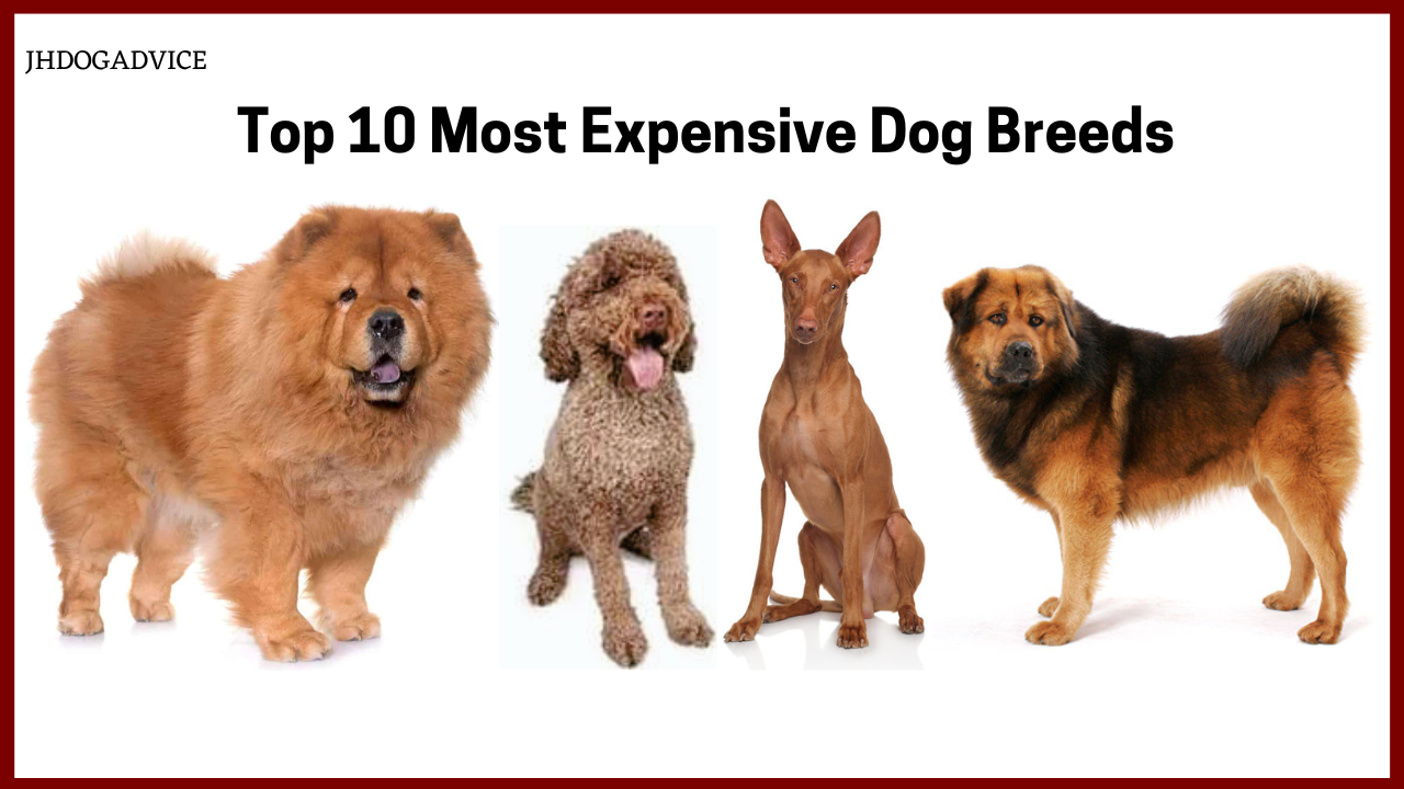 Top 10 Most Expensive Dog Breeds JH DOG ADVICE