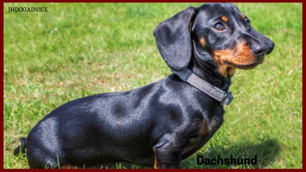 Top 10 Dog Breeds