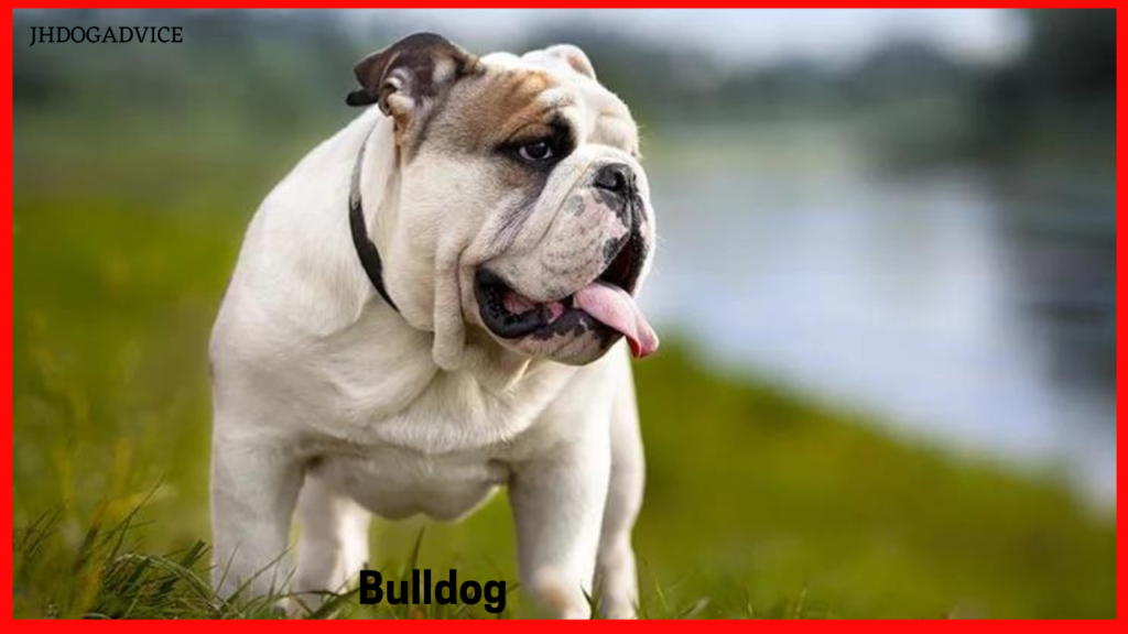 Top 10 Dog Breeds