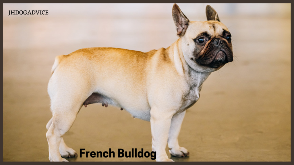 Top 10 Dog Breeds
