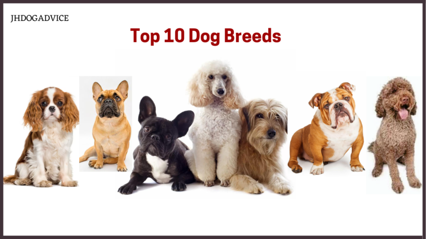 Top 10 Dog Breeds