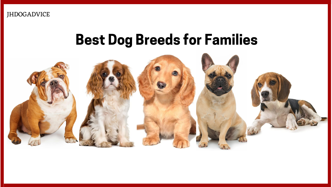 Best Dog Breeds for Families - JH DOG ADVICE