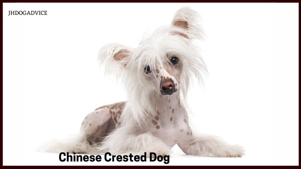 Most Expensive Small Dog Breeds