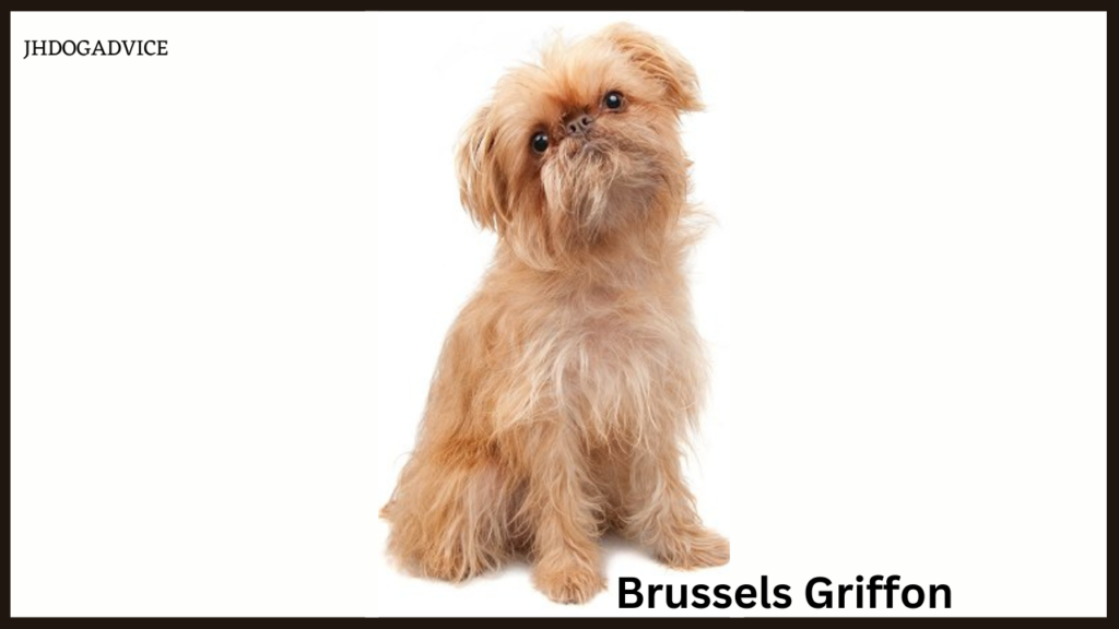 Most Expensive Small Dog Breeds