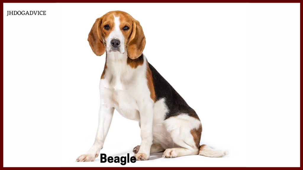 Dog Breeds in India