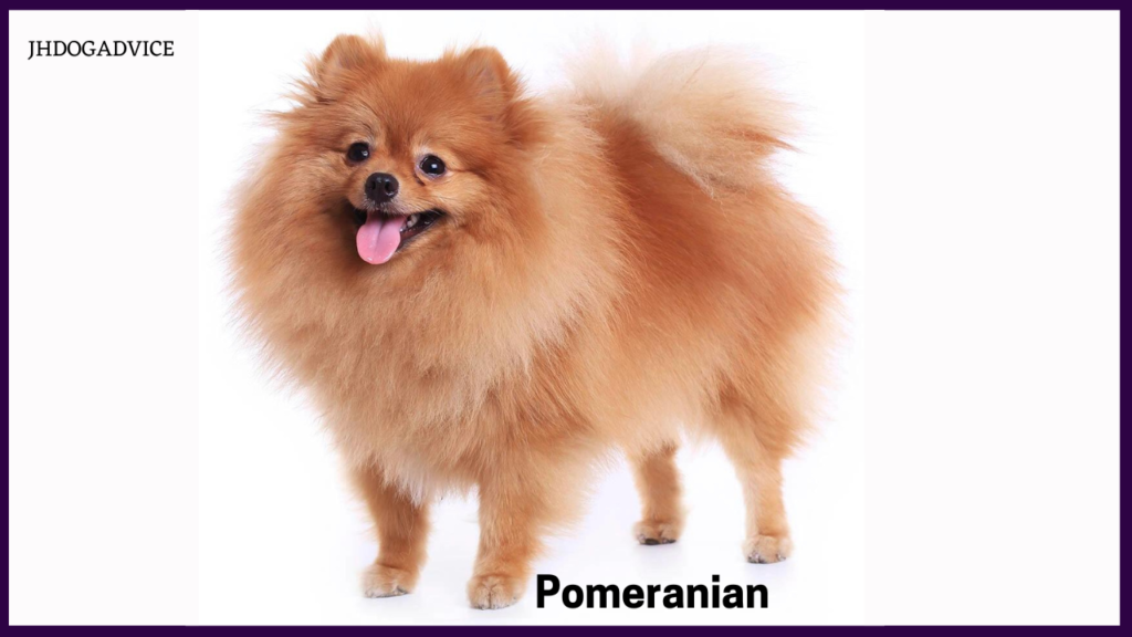 Top 10 Small Dog Breeds