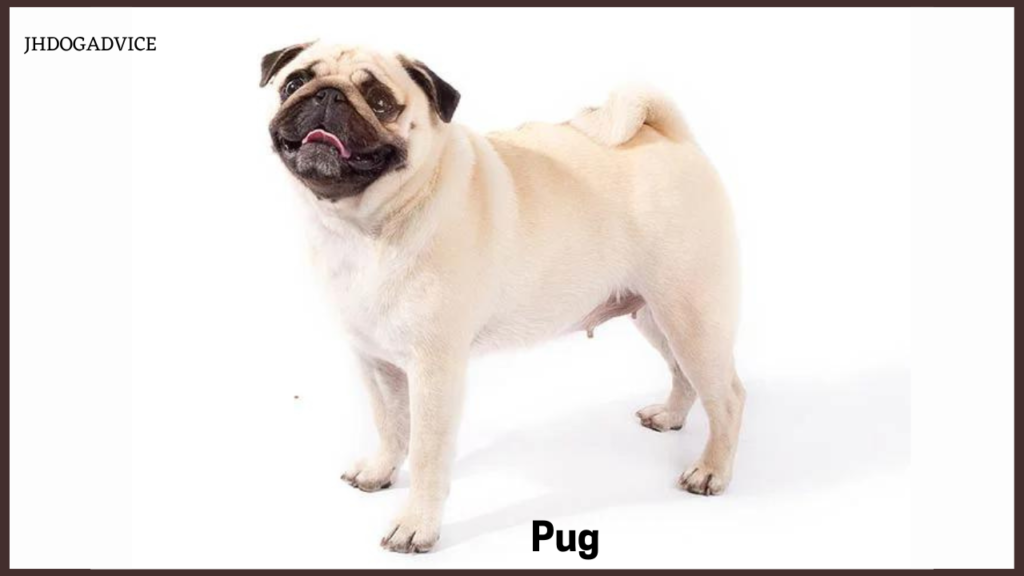 Top 10 Small Dog Breeds