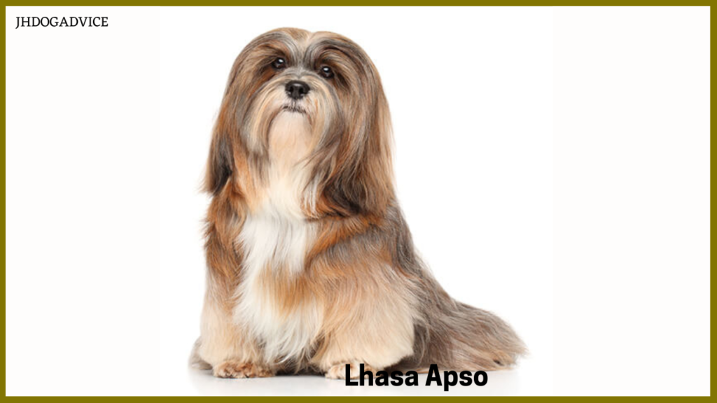 Top 10 Small Dog Breeds