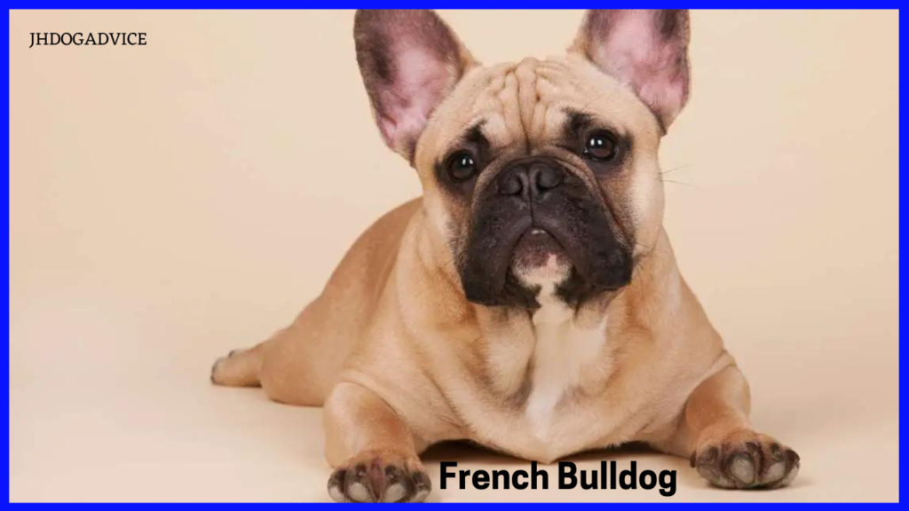 Top 10 Small Dog Breeds