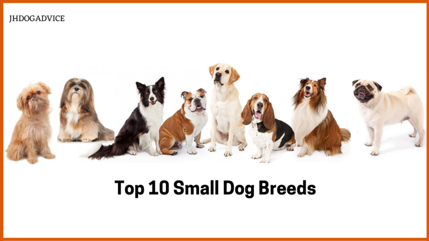 Top 10 Small Dog Breeds