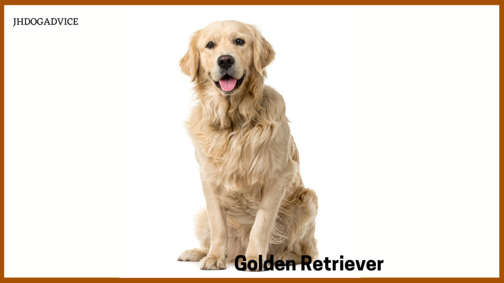 Dog Breeds for Indian Climate