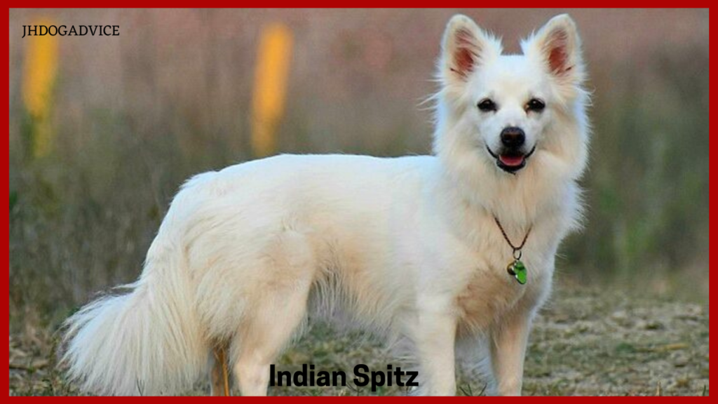 Dog Breeds for Indian Climate