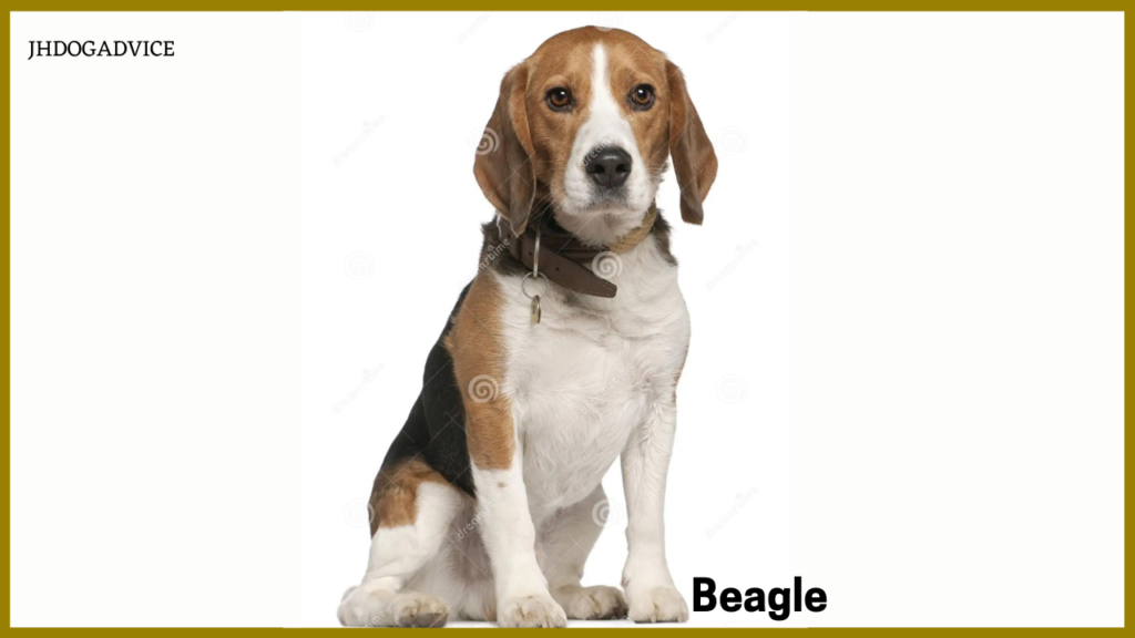 Dog Breeds for Indian Climate