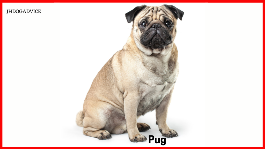 Dog Breeds for Indian Climate