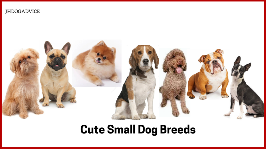 Cute Small Dog Breeds