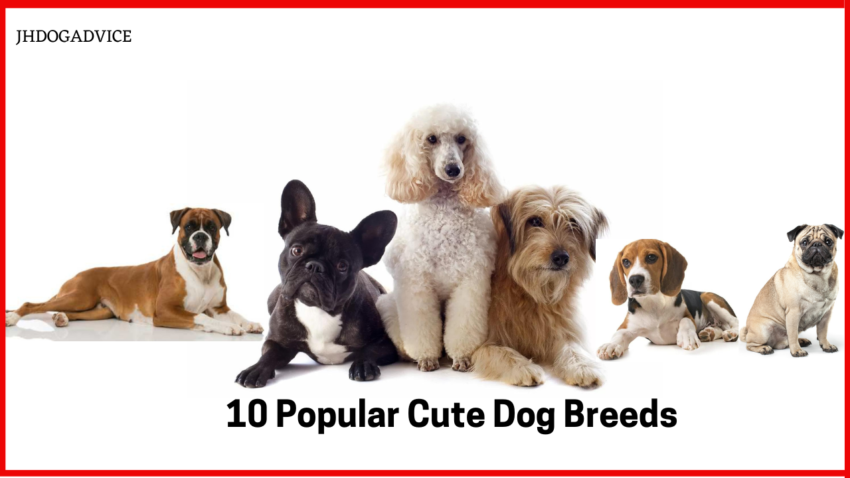 10 Popular Cute Dog Breeds