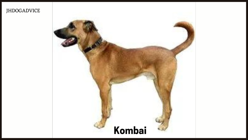 Best Indian Dog Breeds