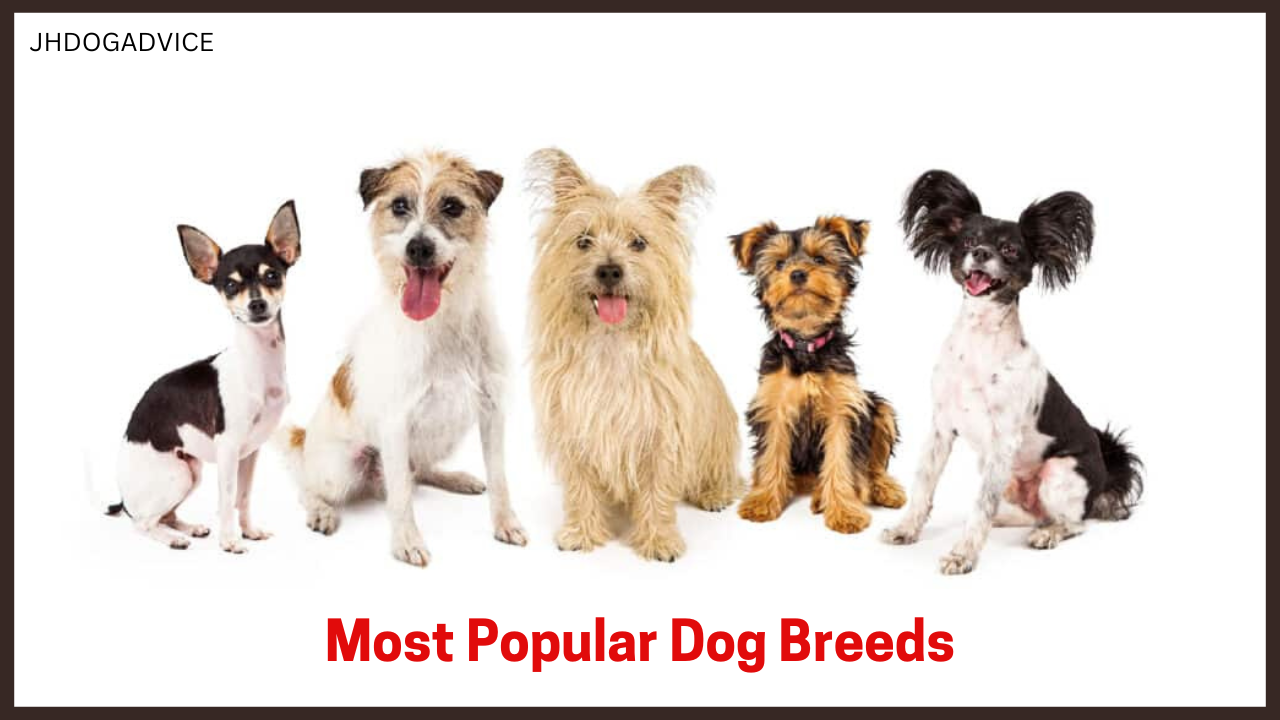 new study most popular dog breeds on tiktok