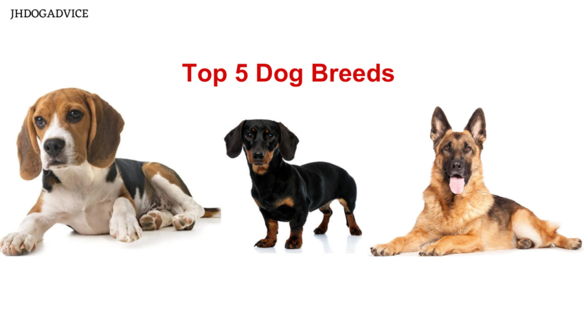Top 5 Dog Breeds