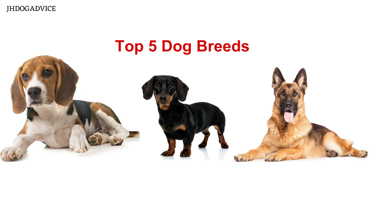 Top 5 Dog Breeds - JH DOG ADVICE