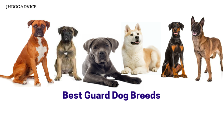 Best Guard Dog Breeds