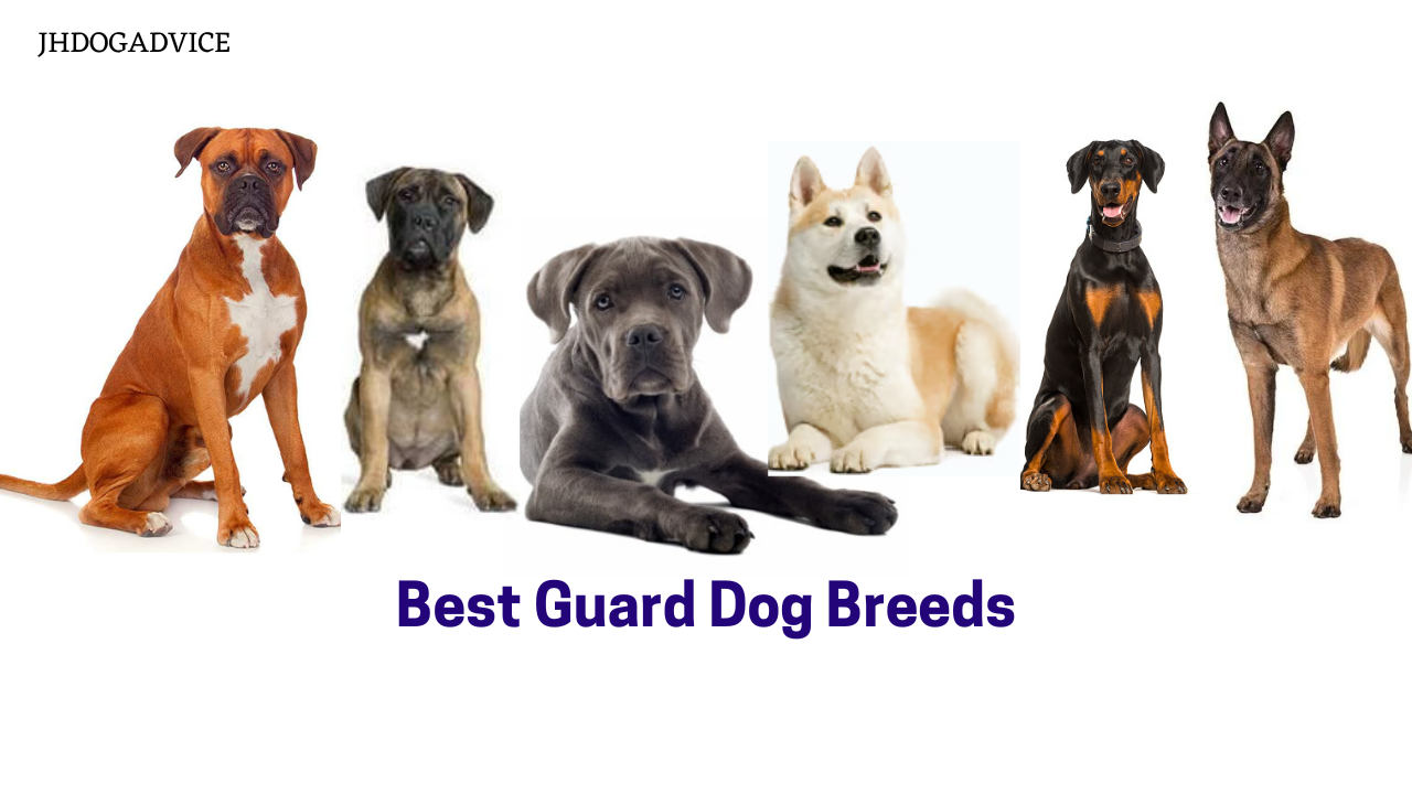 Best Guard Dog Breeds - JH DOG ADVICE