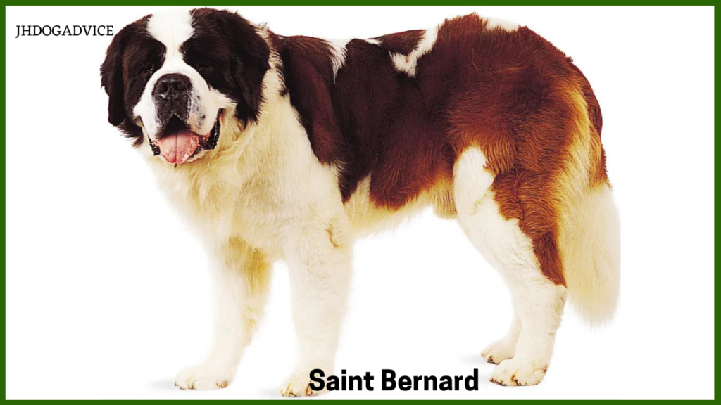 Best Largest Dog Breeds