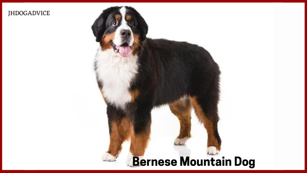 Best Largest Dog Breeds